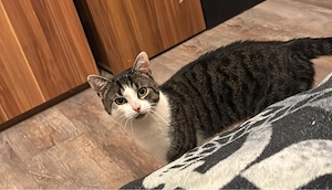 Kater sucht liebevolle Familie zum alt werden 