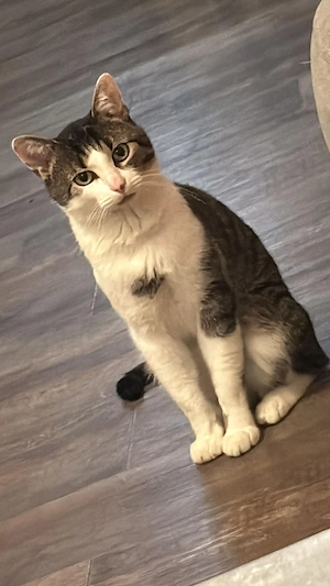 Kater sucht liebevolle Familie für immer 