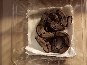 1.0 Boa Constrictor Jungtier von 25 