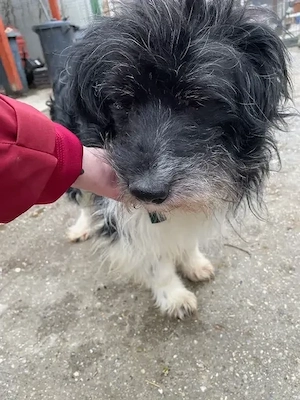 Pumpkin, zzt in Ungarn, Notfall & Gnadenplatz, ich wünsche mir nur noch eins: einen warmen Platz,