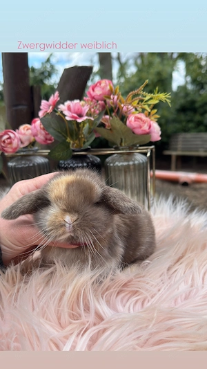 Superzahme Zwergwidder & Löwenköpfchen. Kaninchen Zwergkaninchen 