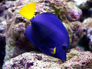 Meerwasser Fische Rotmeerdoktor Zebrasoma Xanthurum Borstenzahn Zwergbarsch