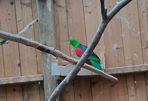 Rotflügelsittich Hahn zu verkaufen