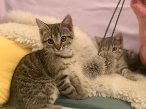 Bengal Kitten Mix Katzenbaby Katze