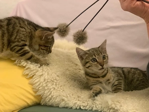 Bengal Kitten Katzenbabys Mix Kätzchen Katze