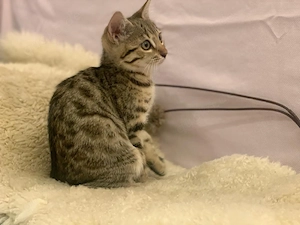 kitten bengal mix katze katzenbaby