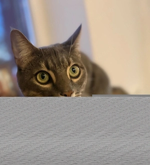 Verkaufen unsere Katzendame Patiente 