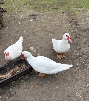 Bruteier Flugenten Warzenenten