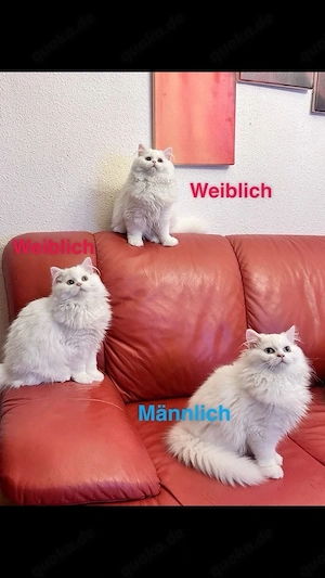 3 BLH geschwister 