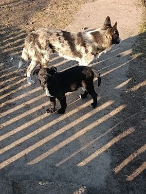 Welpen zu verkaufen Bild 3