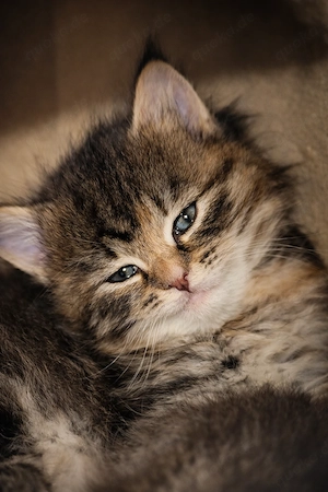 Wunderschöne Maine Coon   BKH Mix Kktten