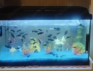 verkaufe 60 l aquarium kompett mit heizstab und pumpe ,deko ,fressen alles was dazu geört
