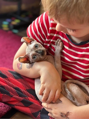 Elfen-Sphynx-Kitte mit tasthaare