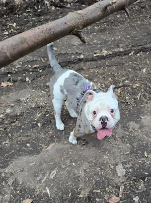 Old english bulldog zum deckrüde an. kein Verkauf..