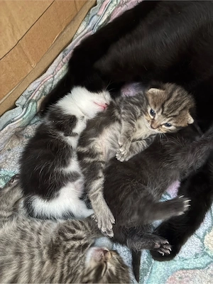 BKH Kitten Britisch Kurzhaar 