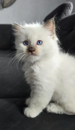 Reinrassige Heilige Birma Kitten