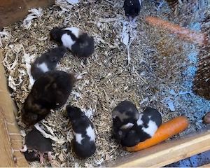 Goldhamster Jungtiere