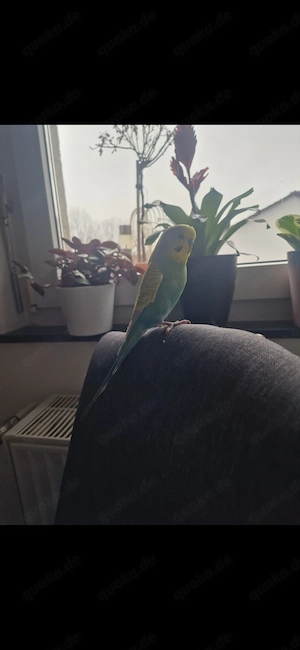 Wellensittich männlich