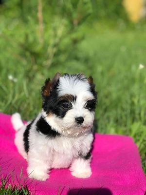 Entzückende Shih TZU Welpen zur Adoption und Umschiedung verfügbar