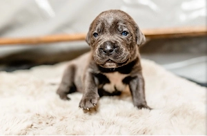 Zuckersüße Cane Corso Welpen