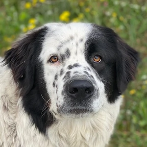 Blossom, geb. ca. 09 2024, lebt in GRIECHENLAND, beim städt. Tierheim Serres 