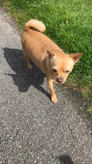 Chihuahua Rüde jung schön