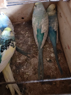 Wellensittich Hähne