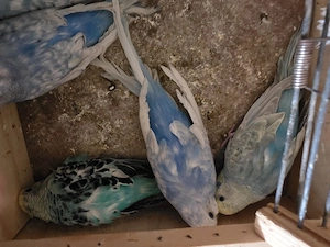 Wellensittich Weibchen 