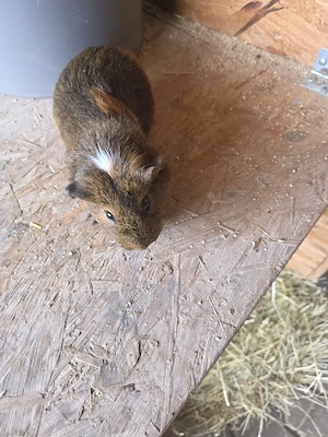 Meerschweinchen Weibchen 