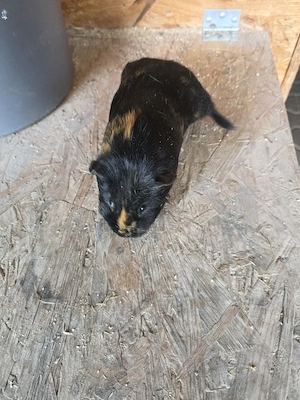 Meerschweinchen Weibchen 