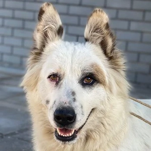 Hope, geb. ca. 03 2024, lebt in GRIECHENLAND, im städt. Tierheim Serres 