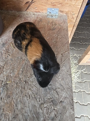 Meerschweinchen Weibchen 