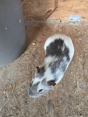 Meerschweinchen Männchen  Bild 3