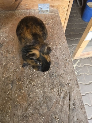 Meerschweinchen Männchen  Bild 2