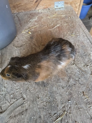 Meerschweinchen Männchen  Bild 4