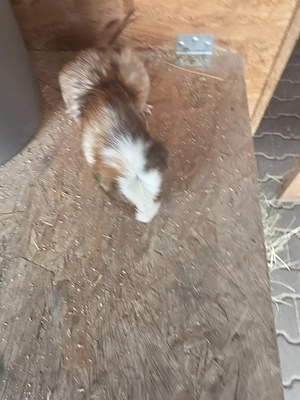 Meerschweinchen Männchen 