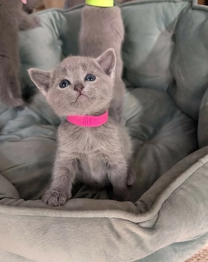 Schöne Russisch Blau Katze
