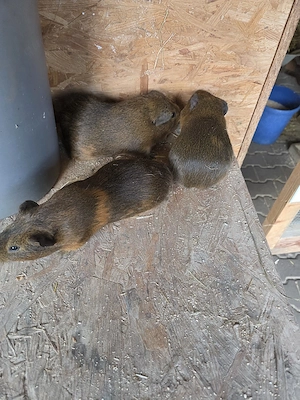 Meerschweinchen Männchen  Bild 5