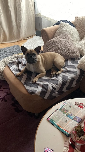 Verkaufe ein Bulldogge Mischling 