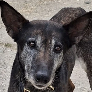 Priyanka, geb. ca. 03 2017, lebt in GRIECHENLAND, auf einer privaten Pflegestelle 