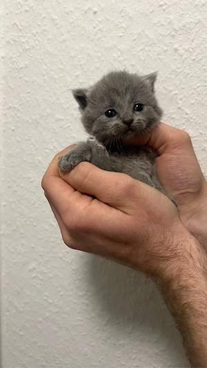 Zuckersüße Bkh Kitten