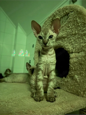Sphynx kitten