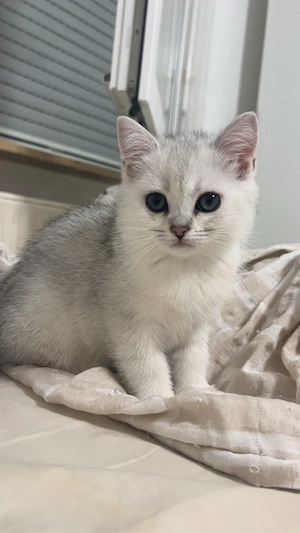 Reinrassige BKH Silver Shaded Kitten suchen ein liebevolles zuhause