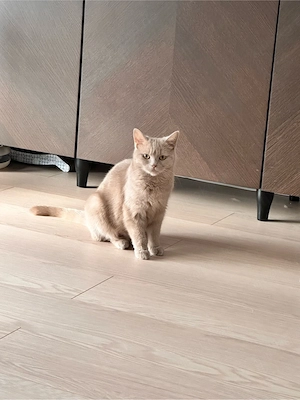 Zu verschenken BKH Katze honiggelbe Augen Bild 2