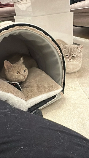 Zu verschenken BKH Katze honiggelbe Augen Bild 4