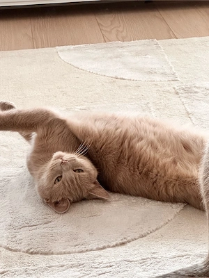 BKH Katze honiggelbe Augen