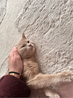 Zu verschenken BKH Katze honiggelbe Augen Bild 3