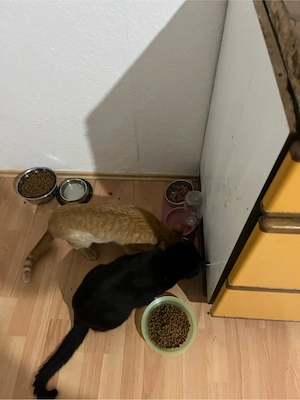 verkaufe drei Katzen