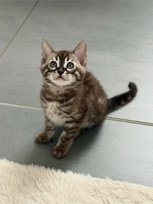 Süsse Bengal kitten 