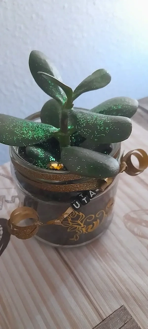 Pflanzen sett für Anfänger 